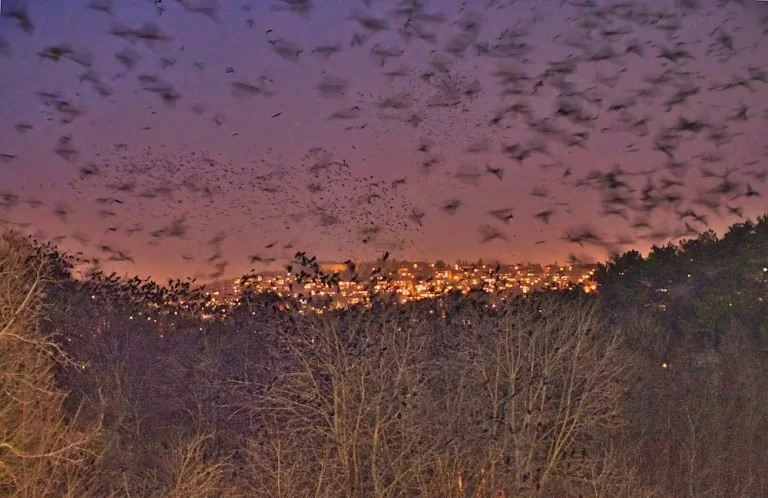 Ptáci nocují na stromech nedaleko Riviéry. Zalesněná oblast jim poskytuje dostatek klidu a bezpečí