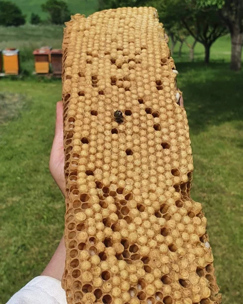 Trubci ve včelstvu a jejich chov