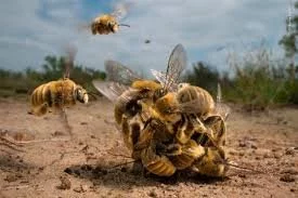 Trubci ve včelstvu a jejich chov