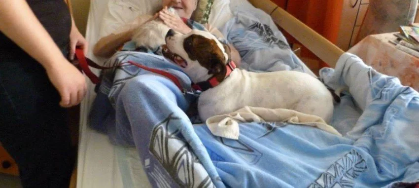 Animoterapie - léčení králíkem