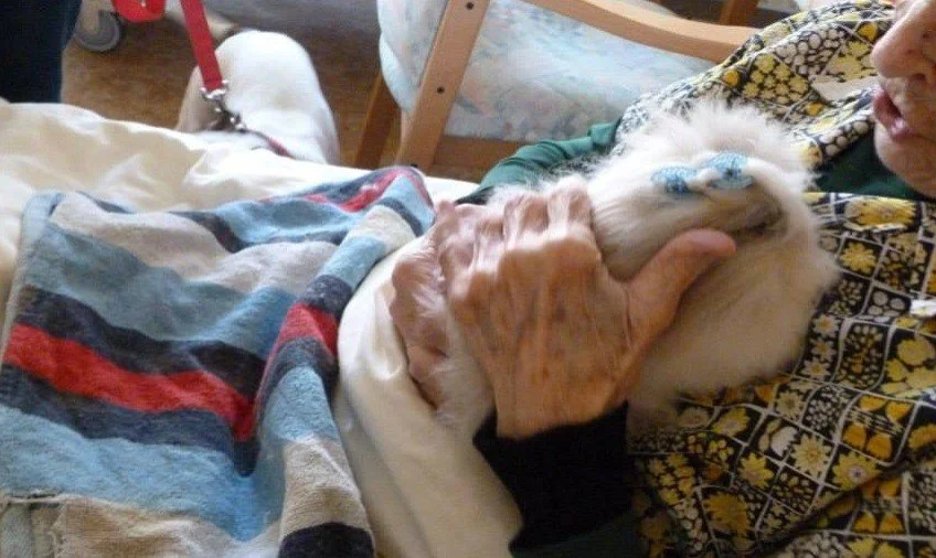 Animoterapie - léčení králíkem