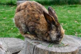 Bylinkářství pro králíky – i plevel může být lečivý