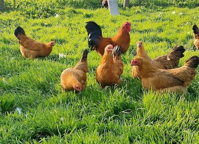 Velké výběhy skvěle využijí také středně těžká plemena. I ta zdrobnělá, např. zdrobnělé šumavanky