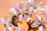 Zimování včelstev na medu