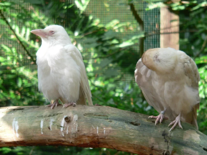 Vrány. Albín vlevo, leucitická vpravo