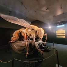 MegaBrouci – výstava hmyzu v Brně