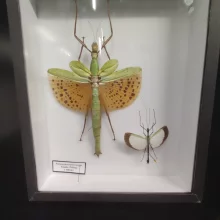 MegaBrouci – výstava hmyzu v Brně
