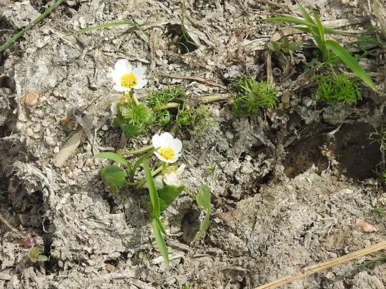 Lakušník (Ranunculus sect. Batrachium).