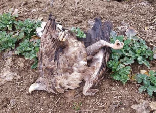 Otrava orlů na Příbramsku