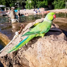 Zahraniční dovolená s papoušky