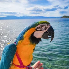 Zahraniční dovolená s papoušky