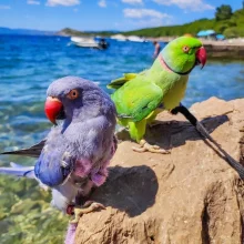 Zahraniční dovolená s papoušky
