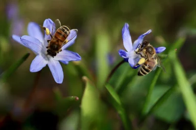 Výměna matek v produkčním včelstvu