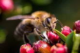 Letní ošetření včelstev proti varroáze a zimní generace včel