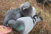 Krmení a napájení holubů