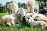Mléčná produkce ovcí