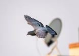 Sportovně-letový chov holubů