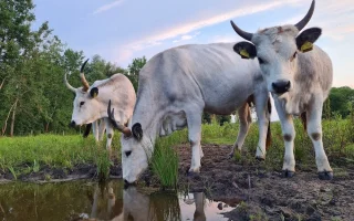 Díky pastvě se do ptačího parku Kosteliska navrací druhová pestrost