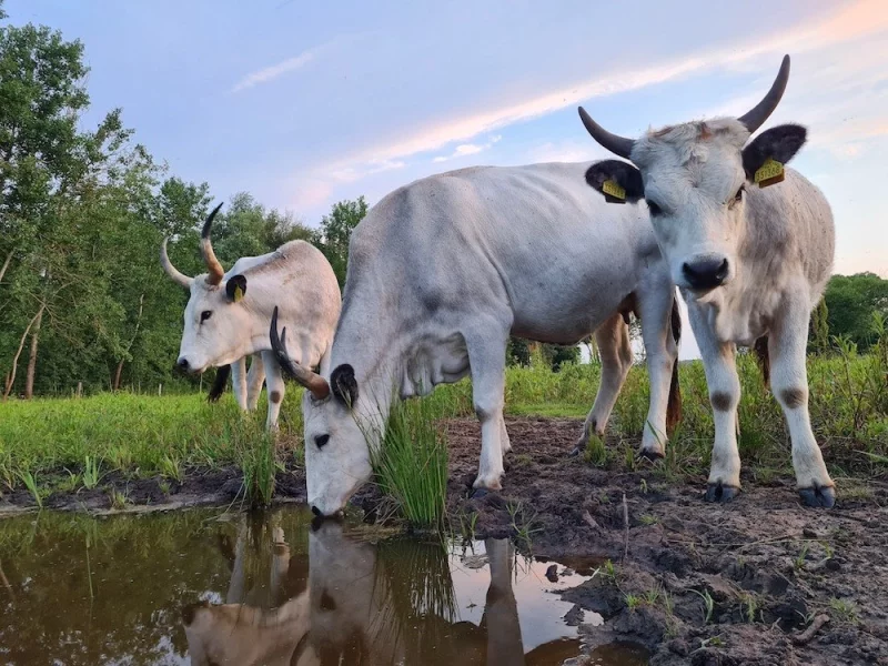 V ptačím parku Kosteliska je celkem 6 krav uherského stepního skotu.