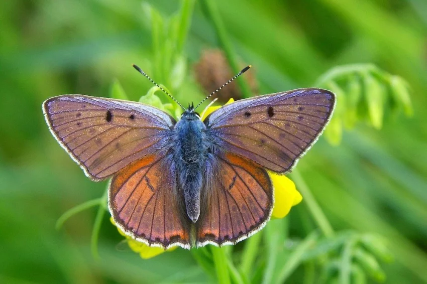 Ohniváček modrolesklý patří k nejvzácnějším denním motýlům na Kosteliskách. Jeho housenky k vývoji potřebují extenzivně spásané pastviny s živnou rostlinou šťovíkem menším.