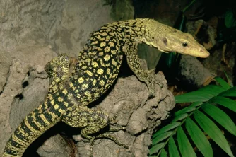 Varan molucký - Varanus melinus - a jeho chov