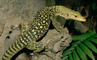 Varan molucký - Varanus melinus - a jeho chov