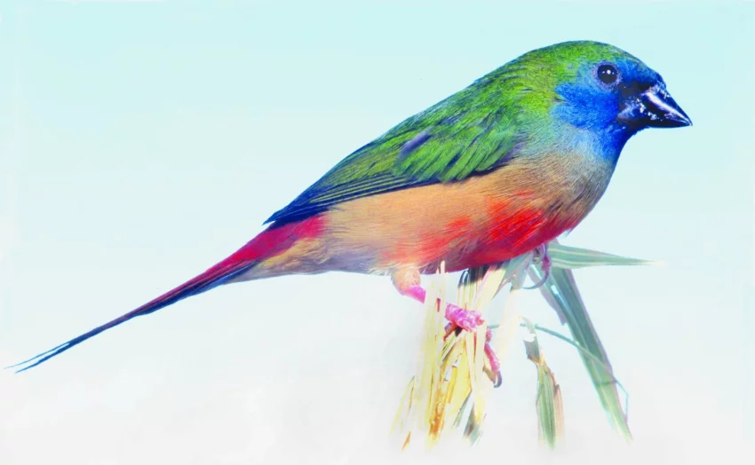 Amada modrolící, samec