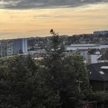 Ranní pohoda na Spořilově. Probouzení, probírání peříček.