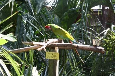 Návštěva ZOO v Panama City Beach na Floridě