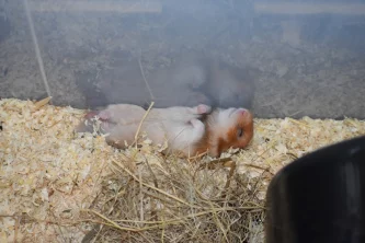 Jak s křečkem zvládnout tropická vedra