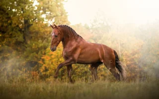 Španěl nebo lusitano?