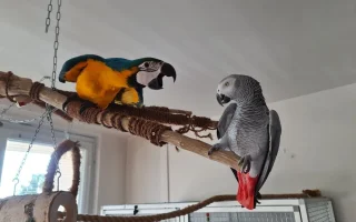 Chov velkých papoušků v bytě, 1. část