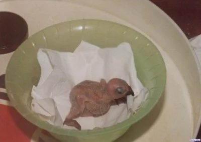 Srovnání přirozeného a umělého odchovu loriů