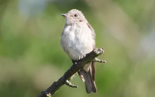 Lejskové