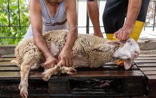 Stane se Česko rájem rituálních porážek? Ministr zemědělství navrhuje rozvolnění pravidel