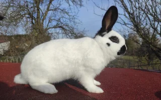 Problematika mlynářů a alely K v chovech strakáčů