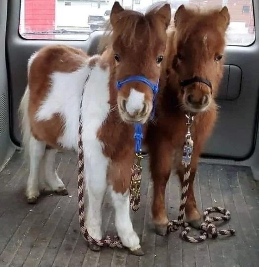 Falabella, nejmenší plemeno koní na světě
