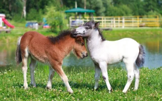 Falabella, nejmenší plemeno koní na světě