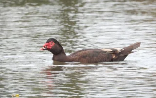 Překvapivé pozorování na malém rybníku - pižmovka velká