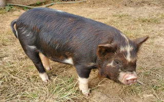 Kune kune – malé a přátelské plemeno prasat