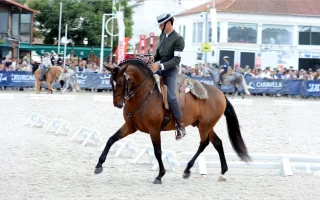 Golega – koňský festival, který musíte zažít!