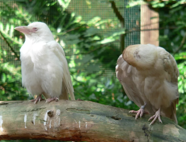 Mutační vrány, zoo Walsrode