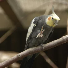 Andulky a korely - nejslavnější chovanci