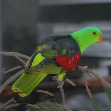 Papoušek červenokřídlý