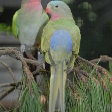 Papoušek Alexandrin, pár