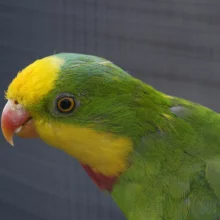 Papoušek nádherný, samec