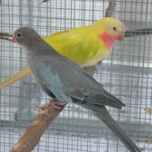 Papoušek Alexandrin, mutace modrá a lutino