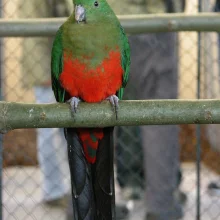 Papoušek královský, samice