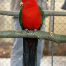 Papoušek královský, samec