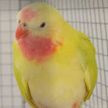 Papoušek Alexandrin, lutino, samec